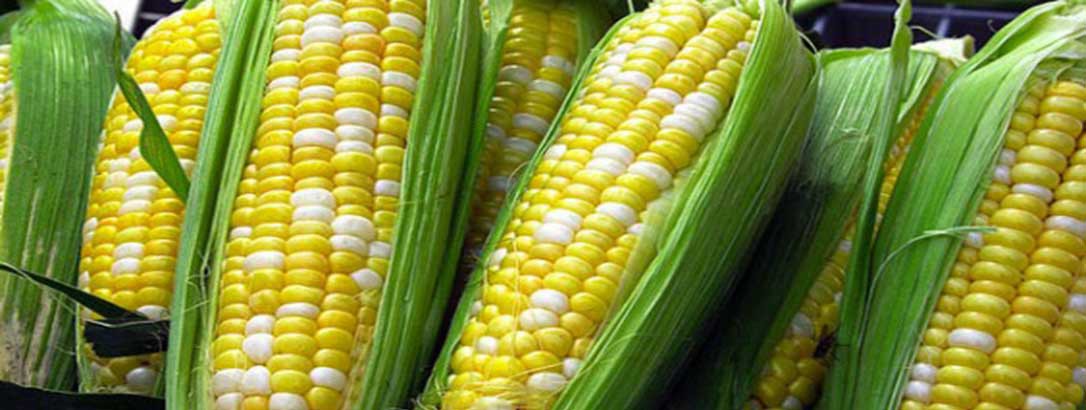 Cultiver le maïs? C’est simple!